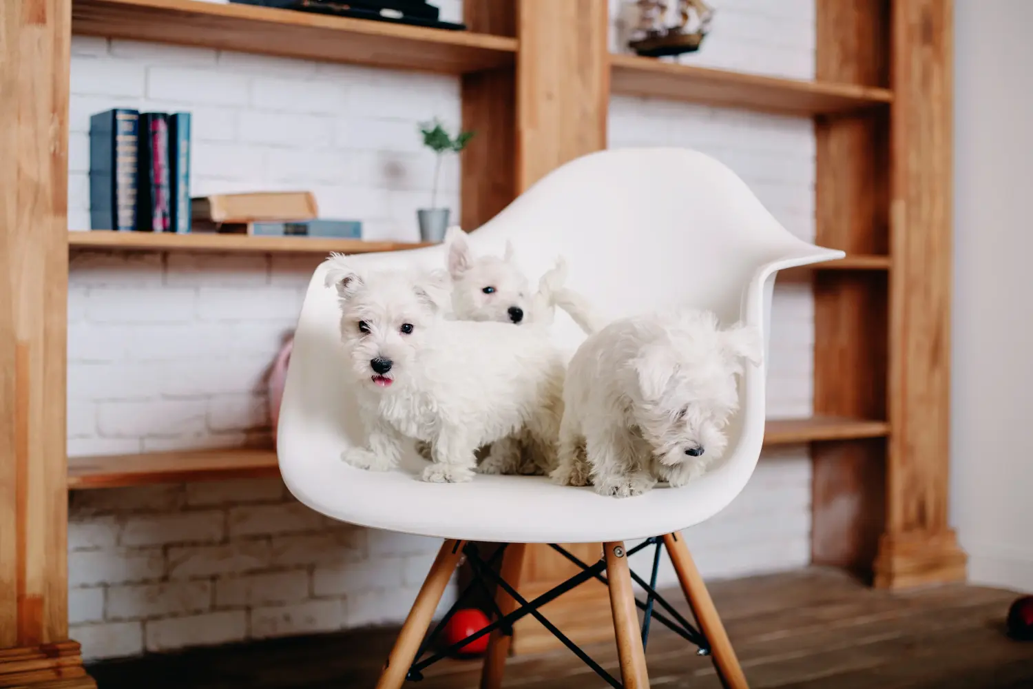 Buying a Westie puppy means taking responsibility! Buy Westie puppies.
