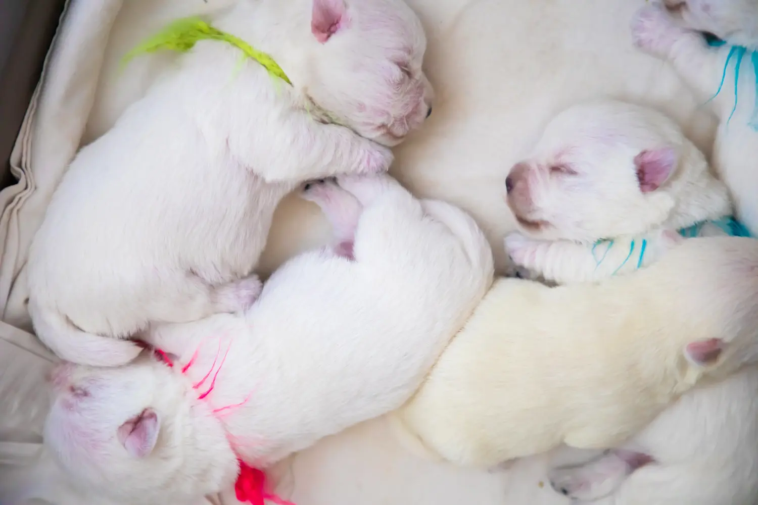 Buying a Westie puppy means taking responsibility! Buy Westie puppies.