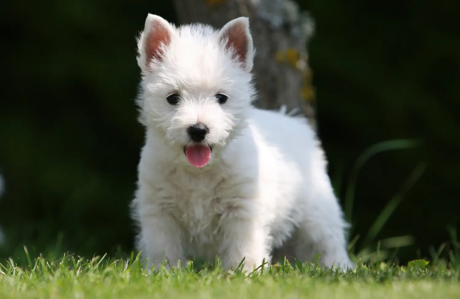 Buying a Westie puppy means taking responsibility! Buy Westie puppies.
