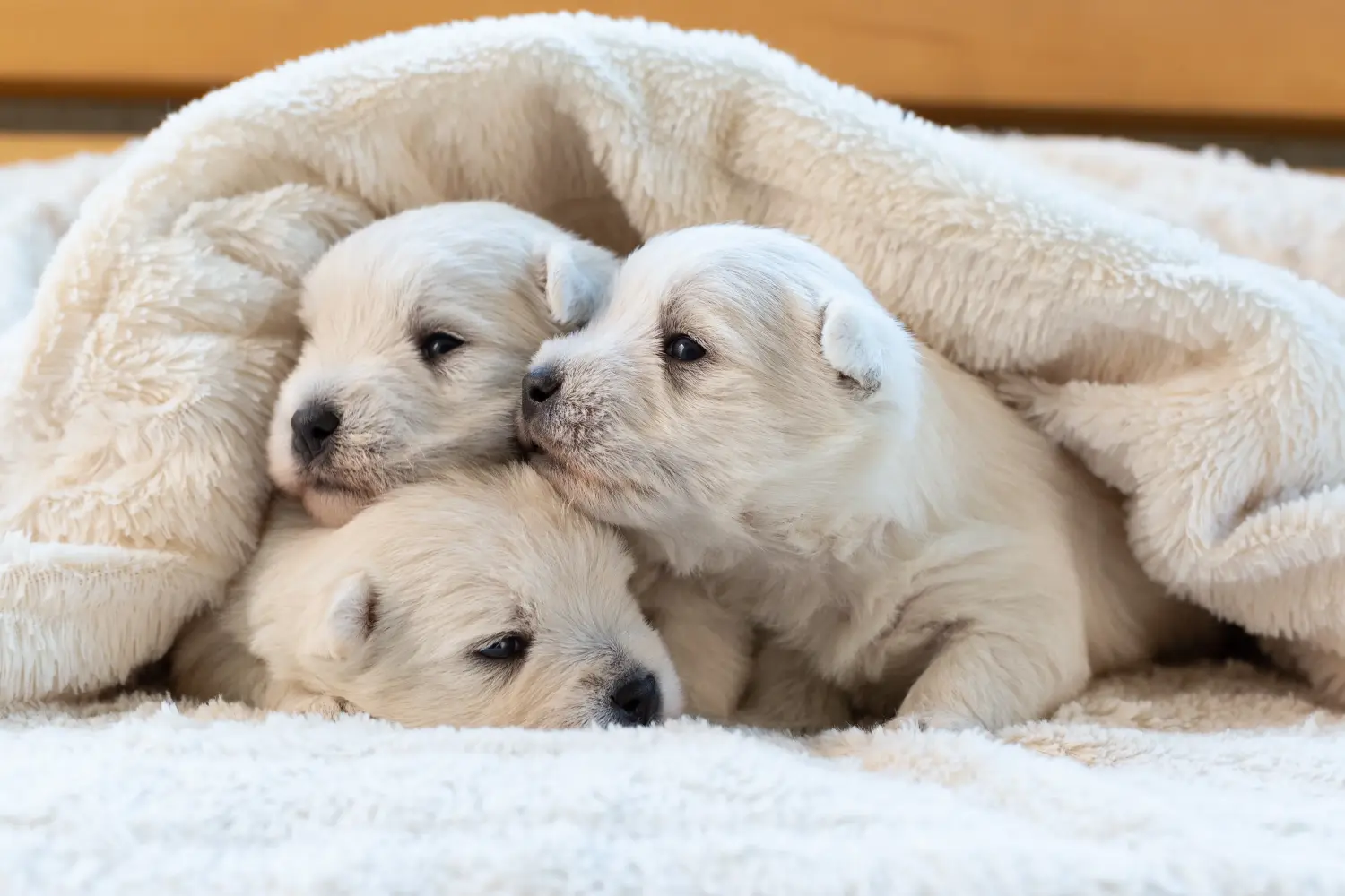 Buying a Westie puppy means taking responsibility! Buy Westie puppies.