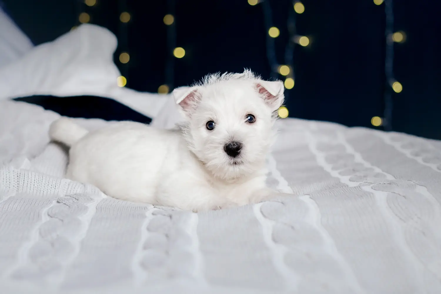 Buying a Westie puppy means taking responsibility! Buy Westie puppies.