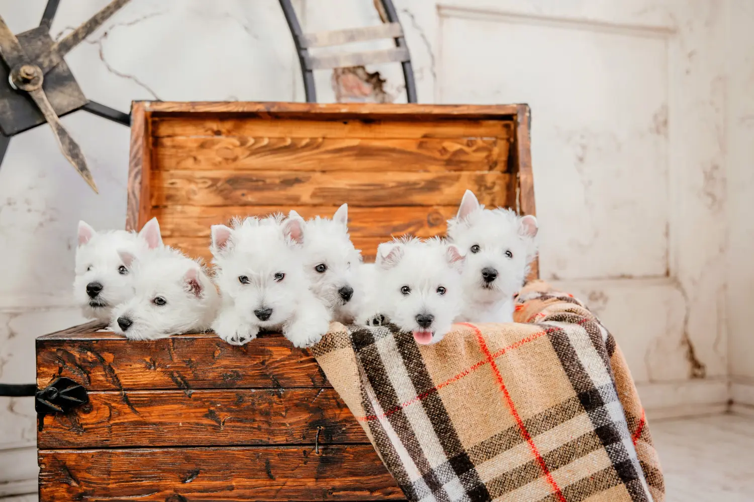 Buying a Westie puppy means taking responsibility! Buy Westie puppies.