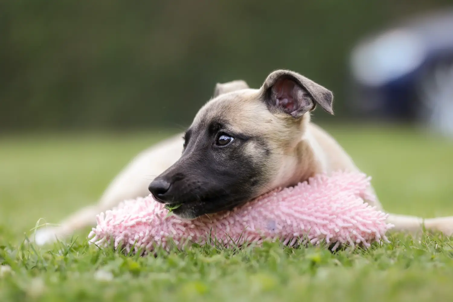 Buying a Whippet puppy means taking responsibility! Buy Whippet puppies.