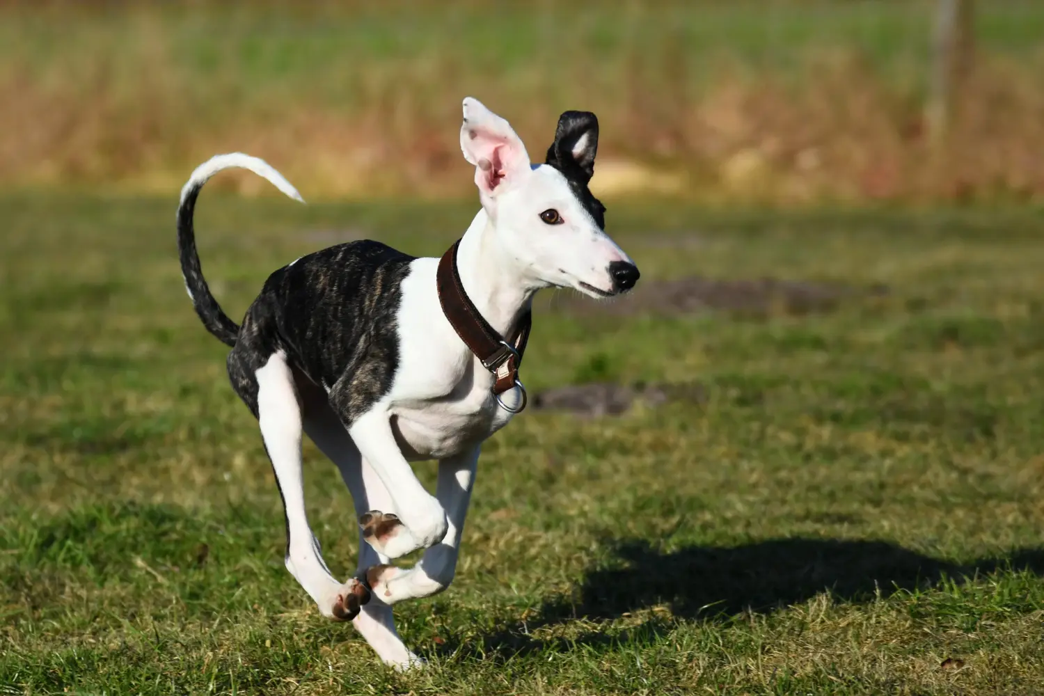 Buying a Whippet puppy means taking responsibility! Buy Whippet puppies.