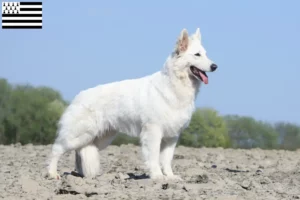 Read more about the article White Swiss Shepherd breeders and puppies in Brittany