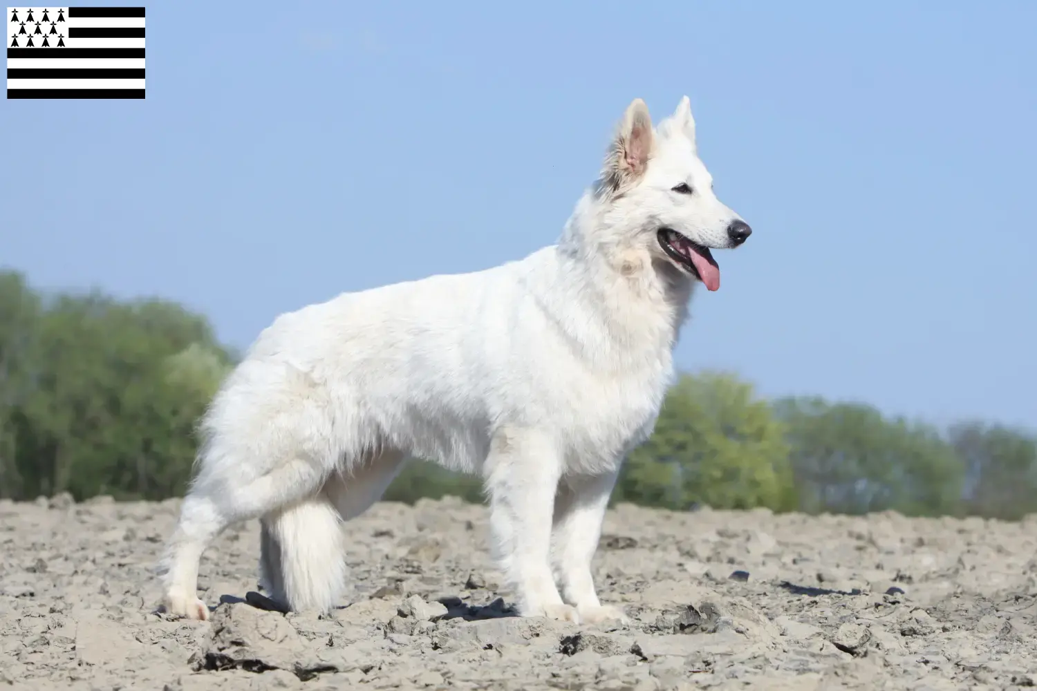 White Swiss Shepherd Puppies and Breeder Brittany Find White Swiss Shepherd Dog breeders in Brittany .
