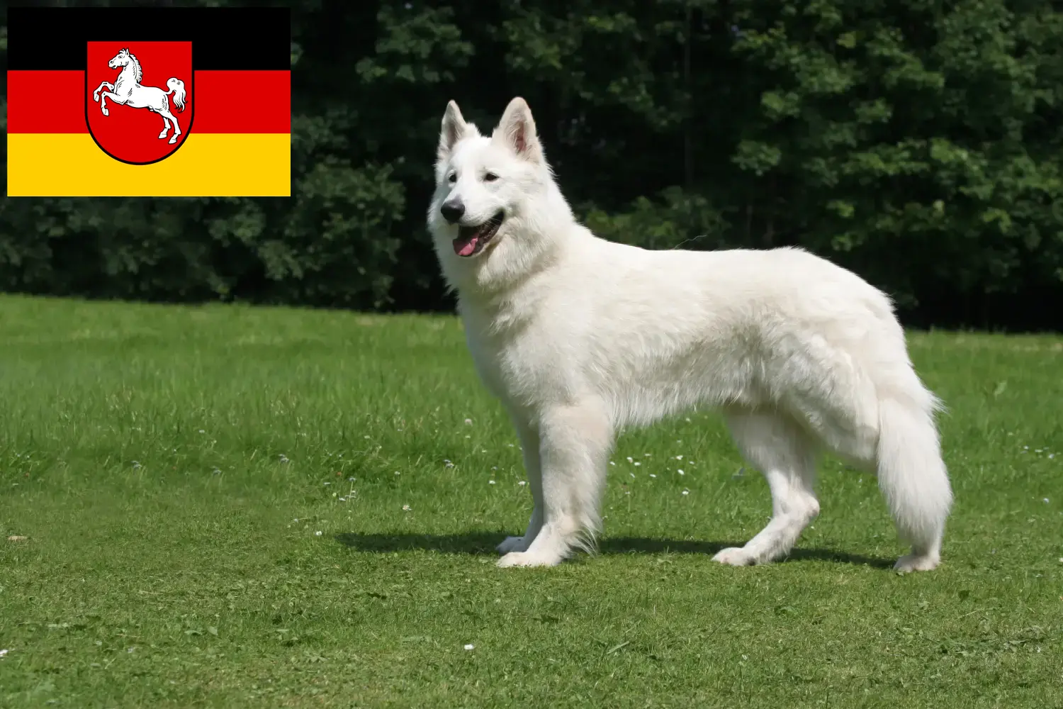 White Swiss Shepherd Puppies and Breeder Lower Saxony Here you can find White Swiss Shepherd Dog breeders in Lower Saxony.