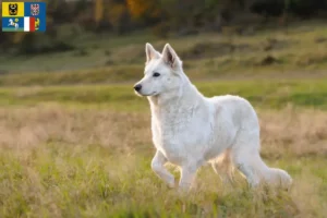 Read more about the article White Swiss Shepherd breeders and puppies in Moravia-Silesia
