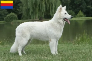 Read more about the article White Swiss Shepherd breeders and puppies in North Holland