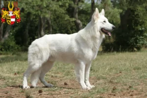 Read more about the article White Swiss Shepherd breeders and puppies in Carinthia