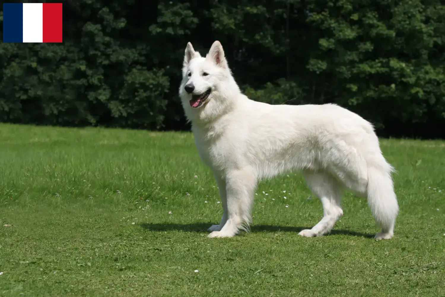 White Swiss Shepherd puppies and breeders Guadeloupe Find White Swiss Shepherd Dog breeders in Guadeloupe.