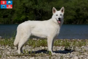 Read more about the article White Swiss Shepherd breeders and puppies in Karlsbad