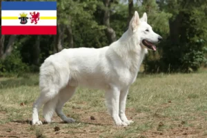 Read more about the article White Swiss Shepherd breeders and puppies in Mecklenburg-Vorpommern