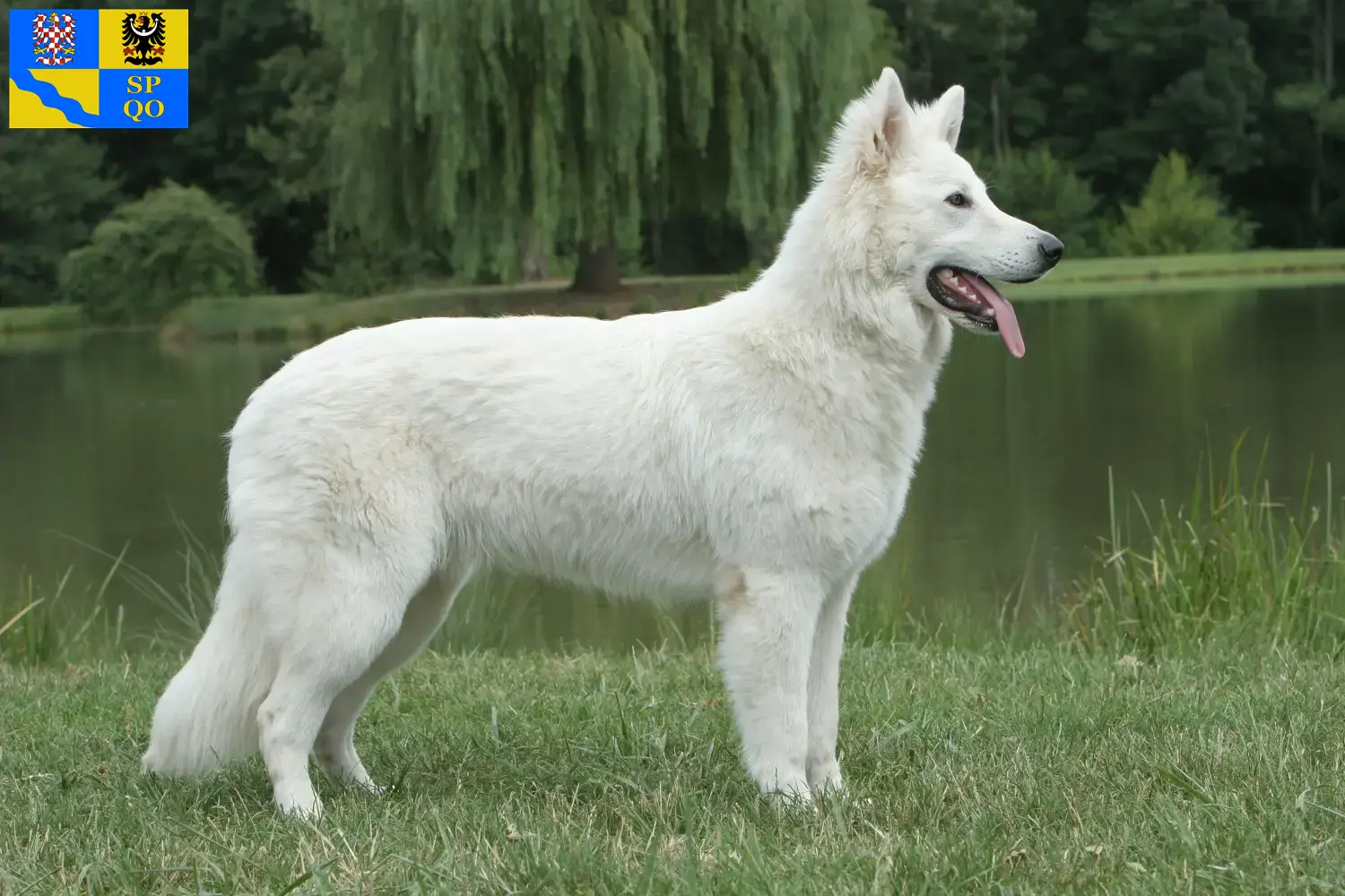 White Swiss Shepherd puppies and breeders Olomouc Find White Swiss Shepherd Dog breeders in Olomouc.