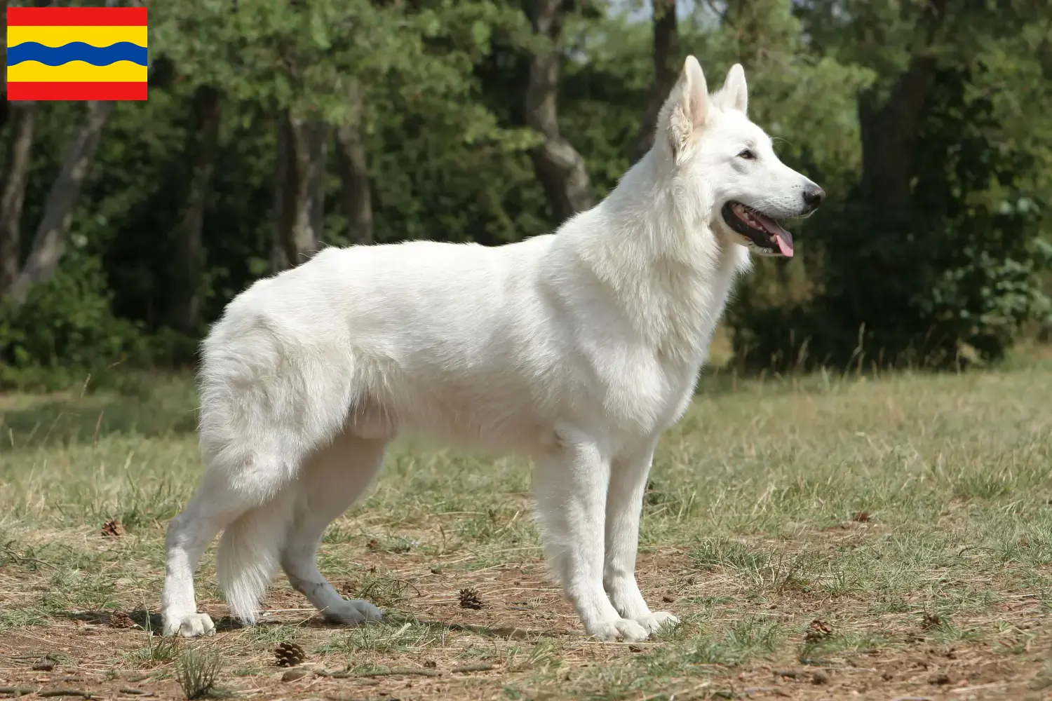 White Swiss Shepherd puppies and breeders Overijssel Find White Swiss Shepherd Dog breeders in Overijssel.