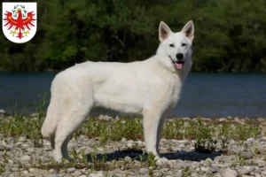 Read more about the article White Swiss Shepherd breeders and puppies in Tyrol