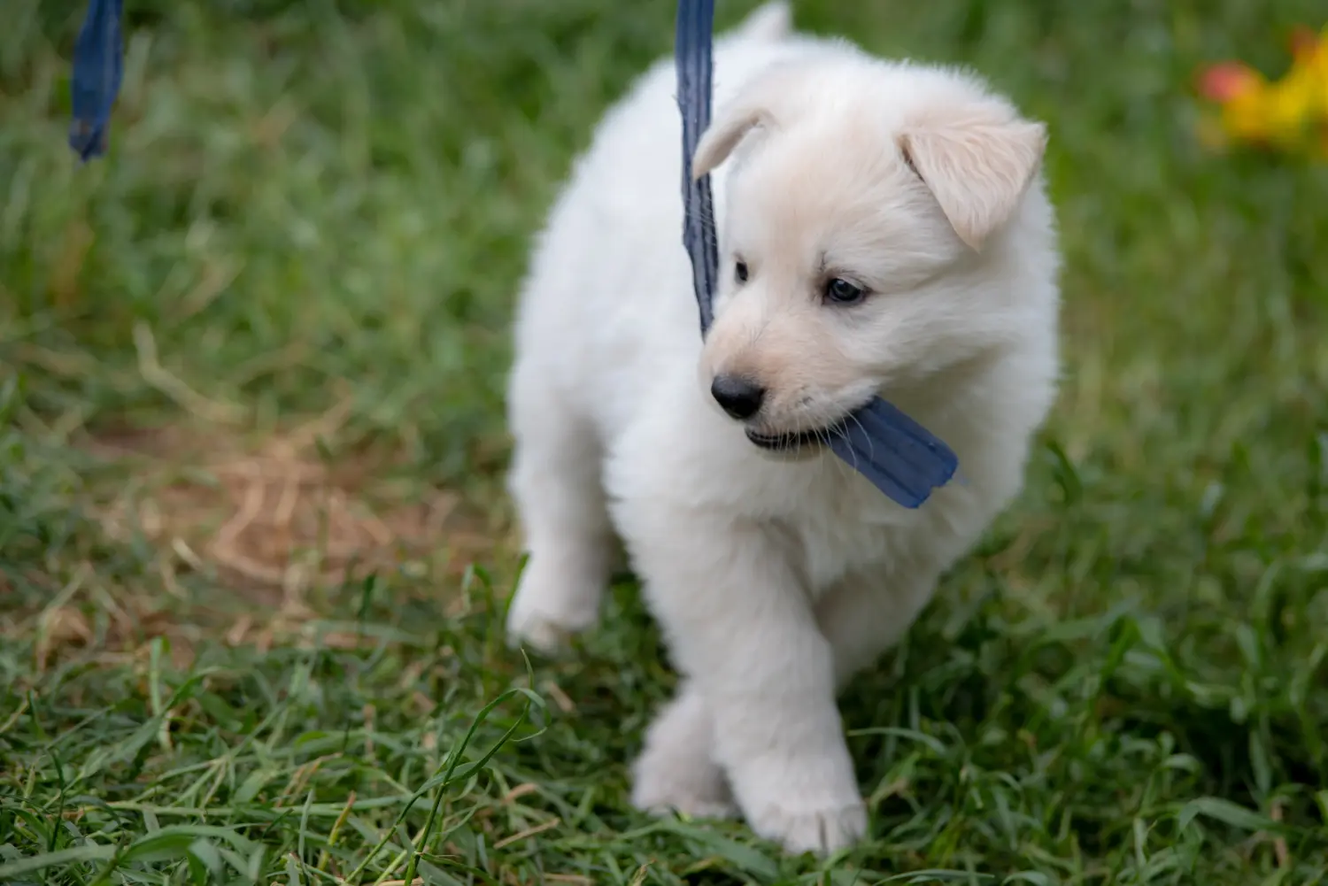Buying a White Swiss Shepherd puppy means taking responsibility! Buy white Swiss shepherd puppies.