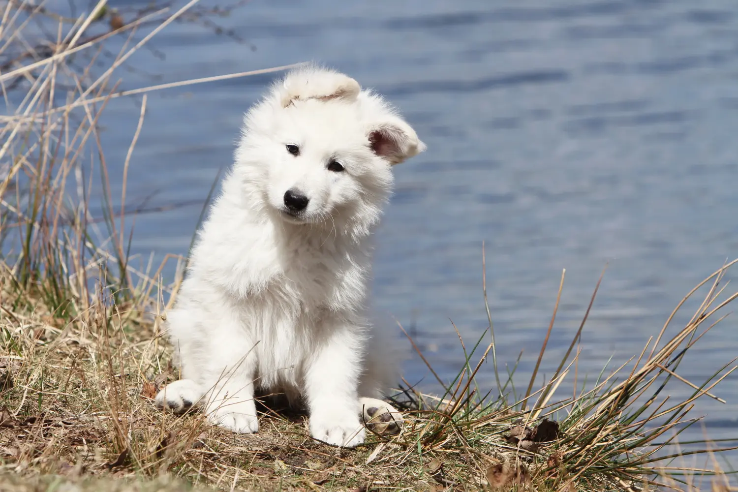Buying a White Swiss Shepherd puppy means taking responsibility! Buy white Swiss shepherd puppies.
