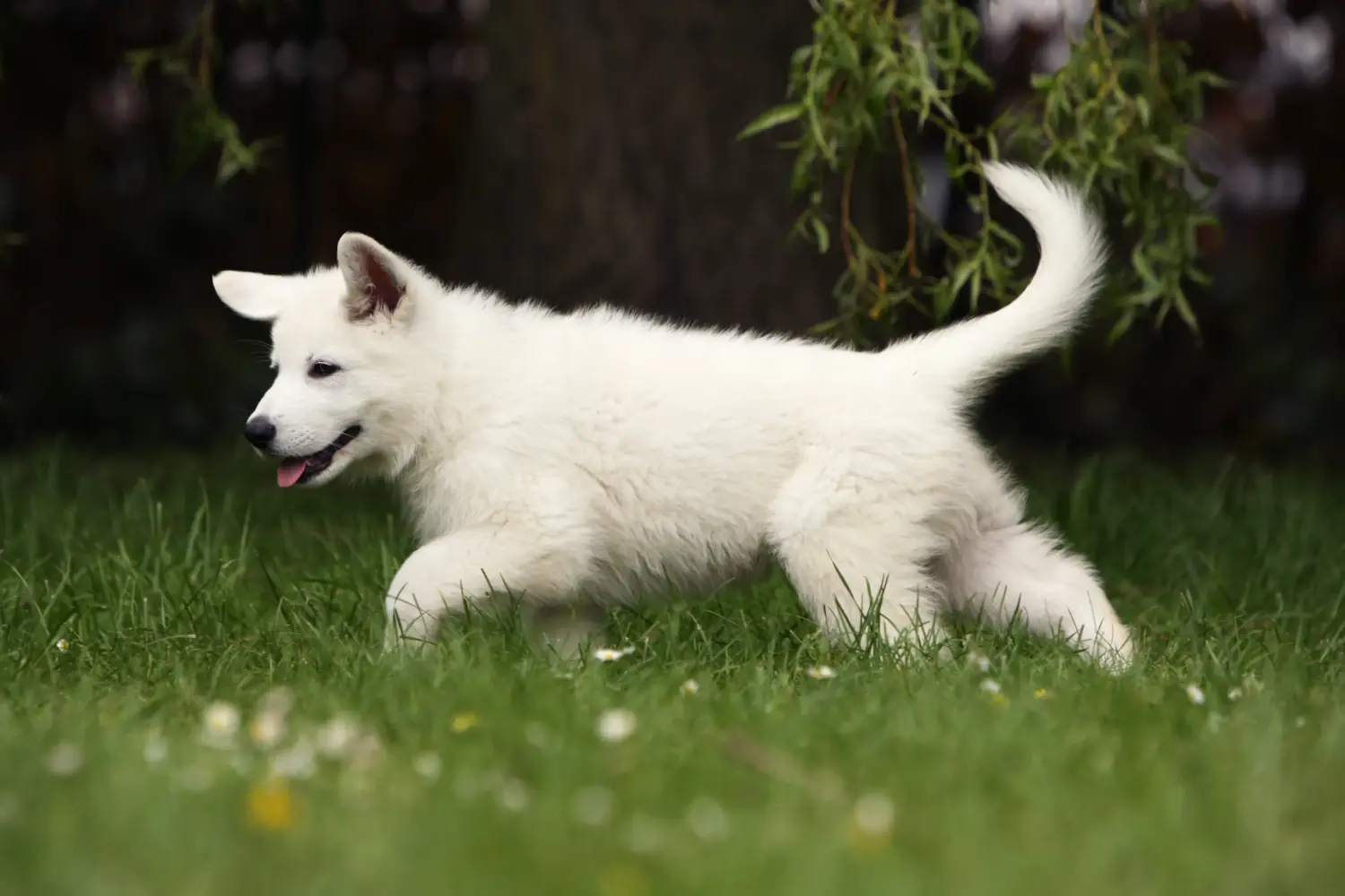 Buying a White Swiss Shepherd puppy means taking responsibility! Buy white Swiss shepherd puppies.