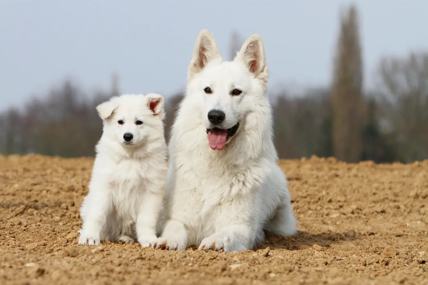 Buying a White Swiss Shepherd puppy means taking responsibility! Buy white Swiss shepherd puppies.