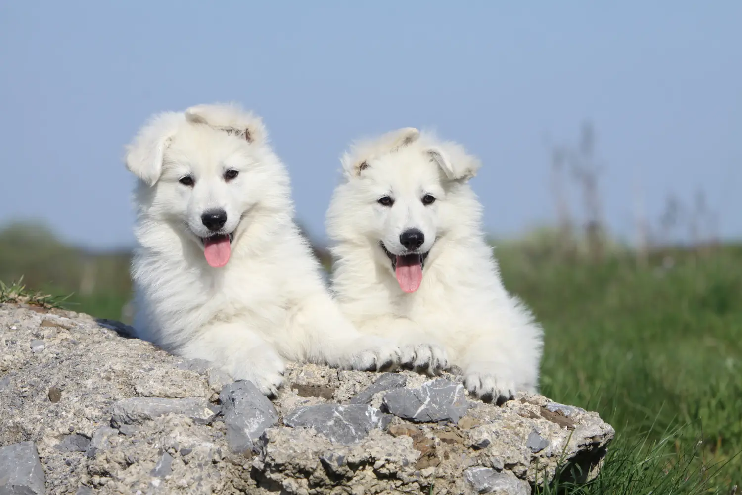 Buying a White Swiss Shepherd puppy means taking responsibility! Buy white Swiss shepherd puppies.