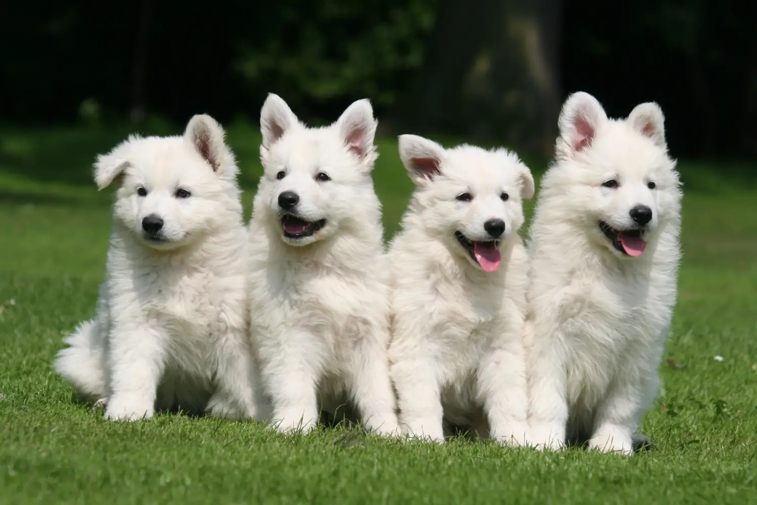 Buying a White Swiss Shepherd puppy means taking responsibility! Buy white Swiss shepherd puppies.