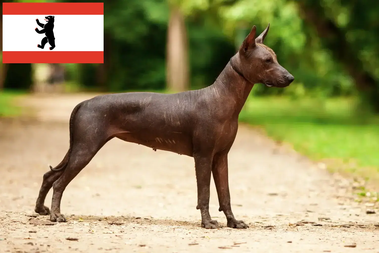 Xolo puppies and breeders Berlin Find Xolos breeders in Berlin here.