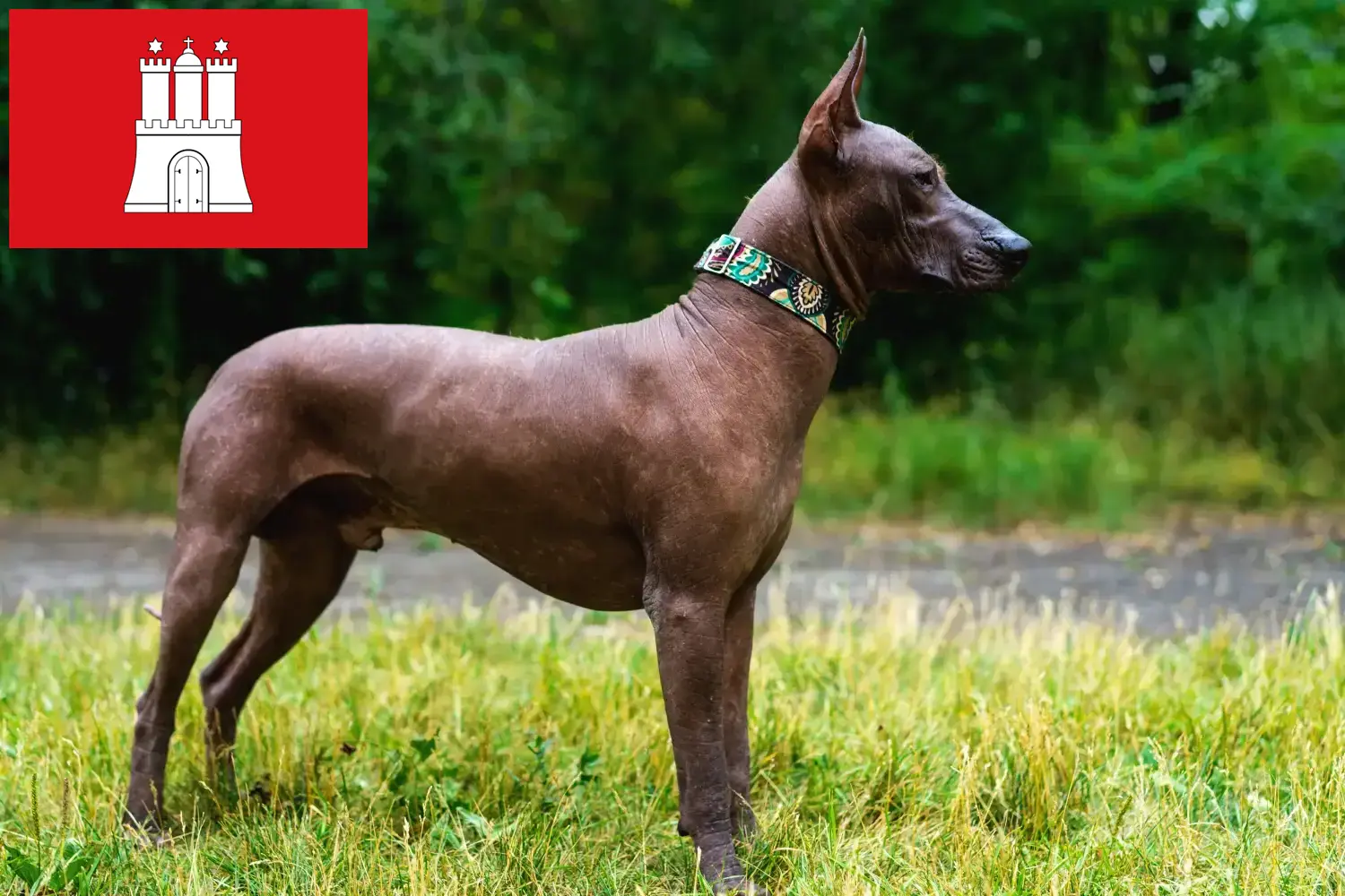 Xolo puppies and breeders Hamburg Find Xolos breeders in Hamburg here.