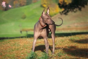 Read more about the article Xolo breeders and puppies in Hovedstaden