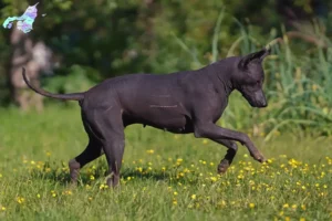 Read more about the article Xolo breeders and puppies in Nordjylland