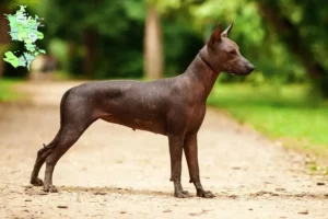 Read more about the article Xolo breeders and puppies in Sjælland