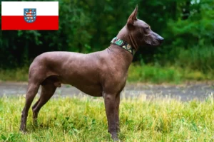 Read more about the article Xolo breeders and puppies in Thuringia