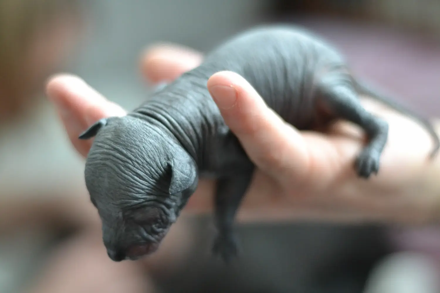 Buying a Xolo puppy means taking responsibility! Buy Xolo puppies.