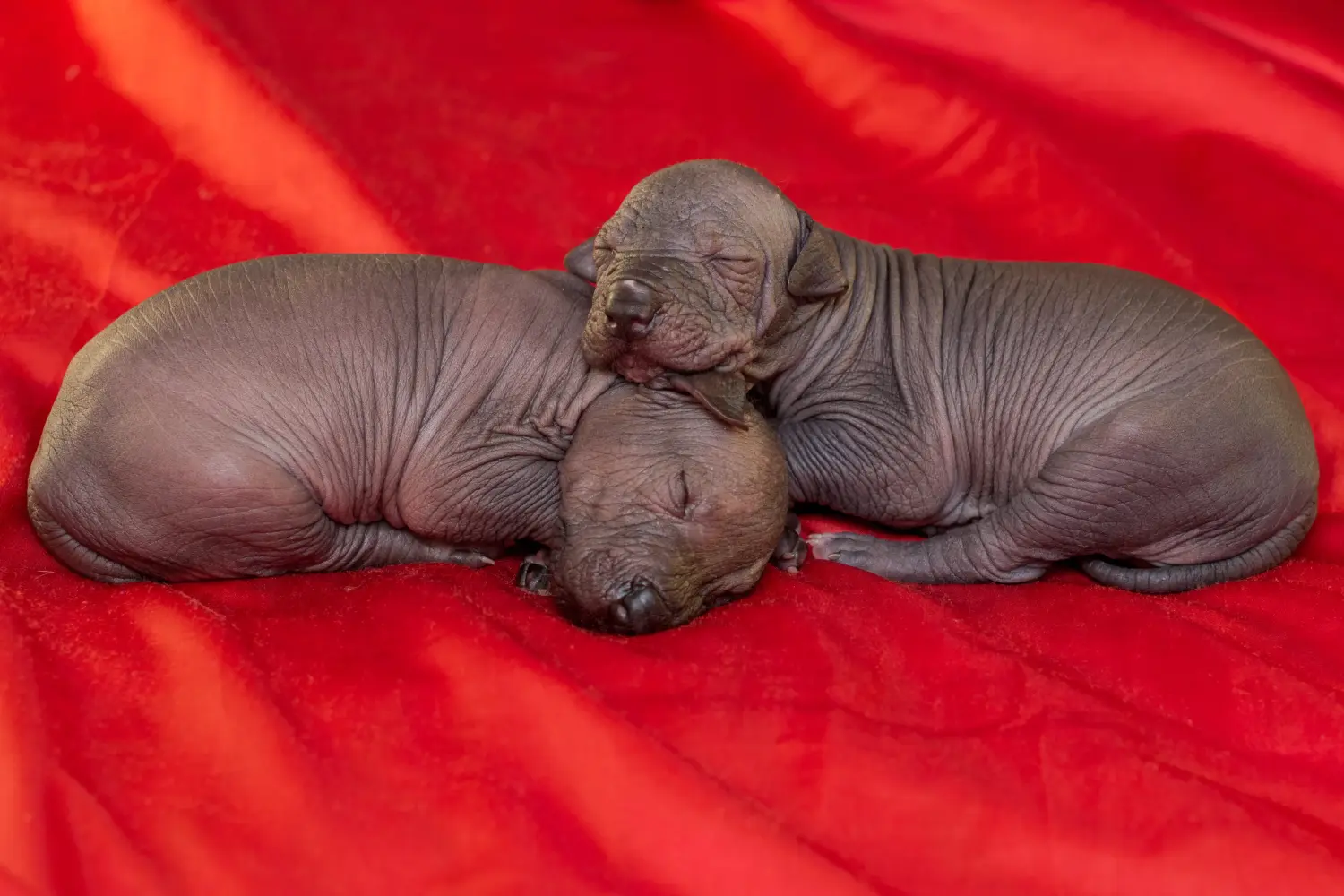 Buying a Xolo puppy means taking responsibility! Buy Xolo puppies.