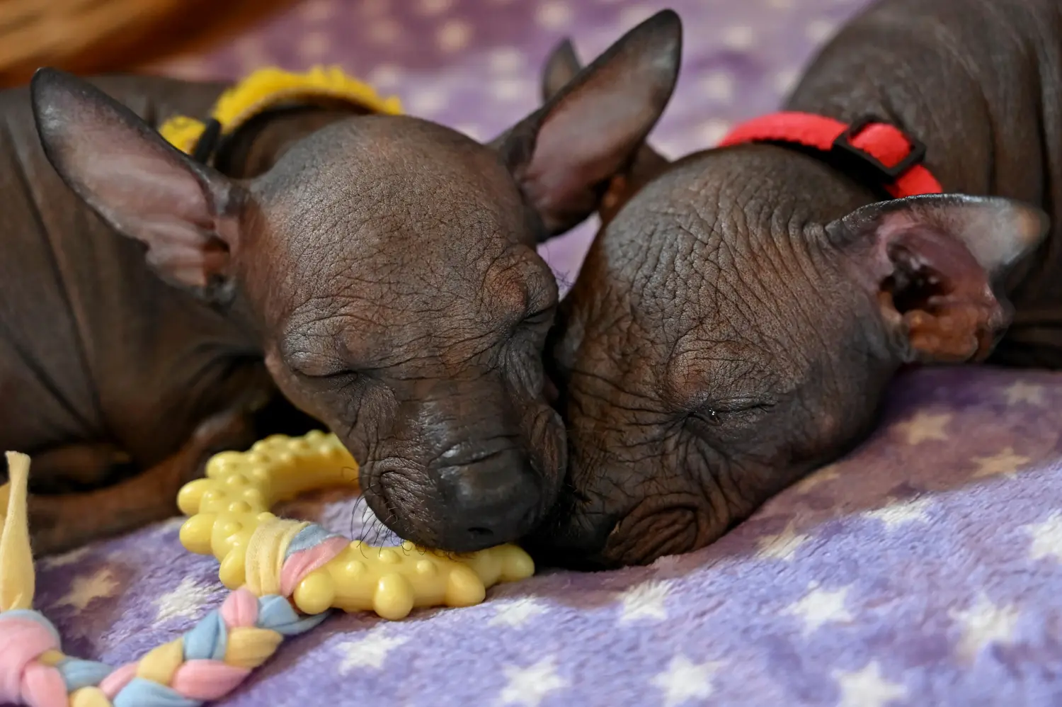Buying a Xolo puppy means taking responsibility! Buy Xolo puppies.