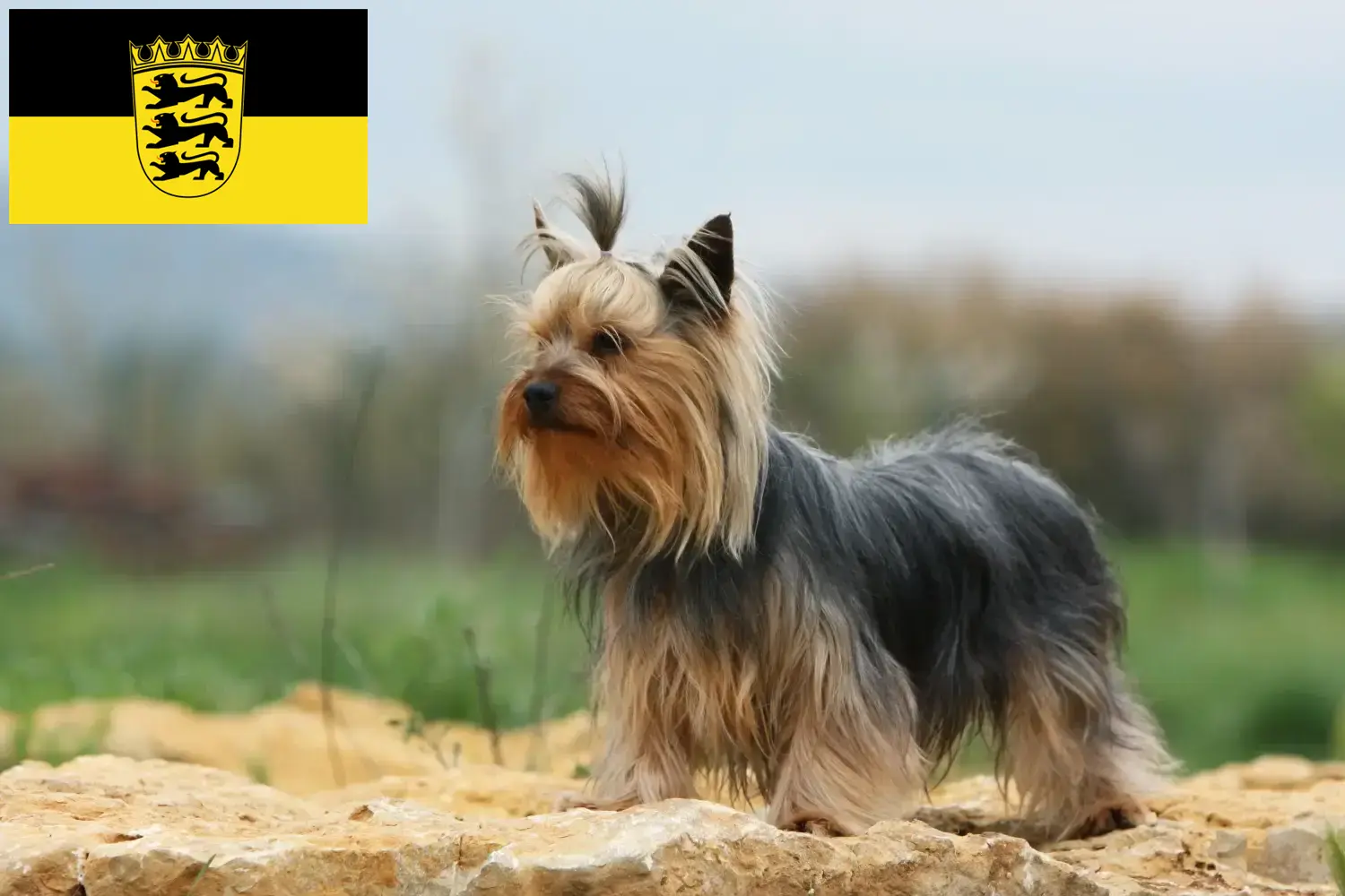 Yorkshire Terrier puppies and breeders Baden-Württemberg Here you can find Yorkshire Terrier breeders in Baden-Württemberg.