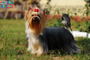 Read more about the article Yorkshire Terrier breeders and puppies in Bourgogne-Franche-Comté