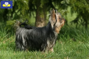 Read more about the article Yorkshire Terrier breeders and puppies in Brussels-Capital Region
