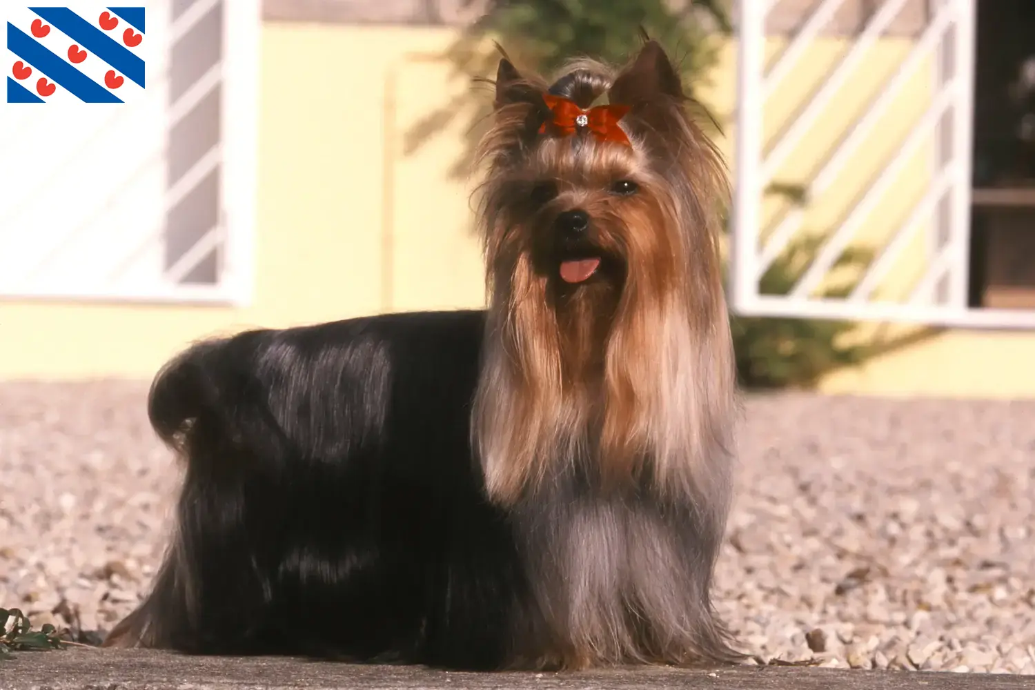 Yorkshire Terrier puppies and breeder Friesland Find Yorkshire Terrier breeders in Friesland here.