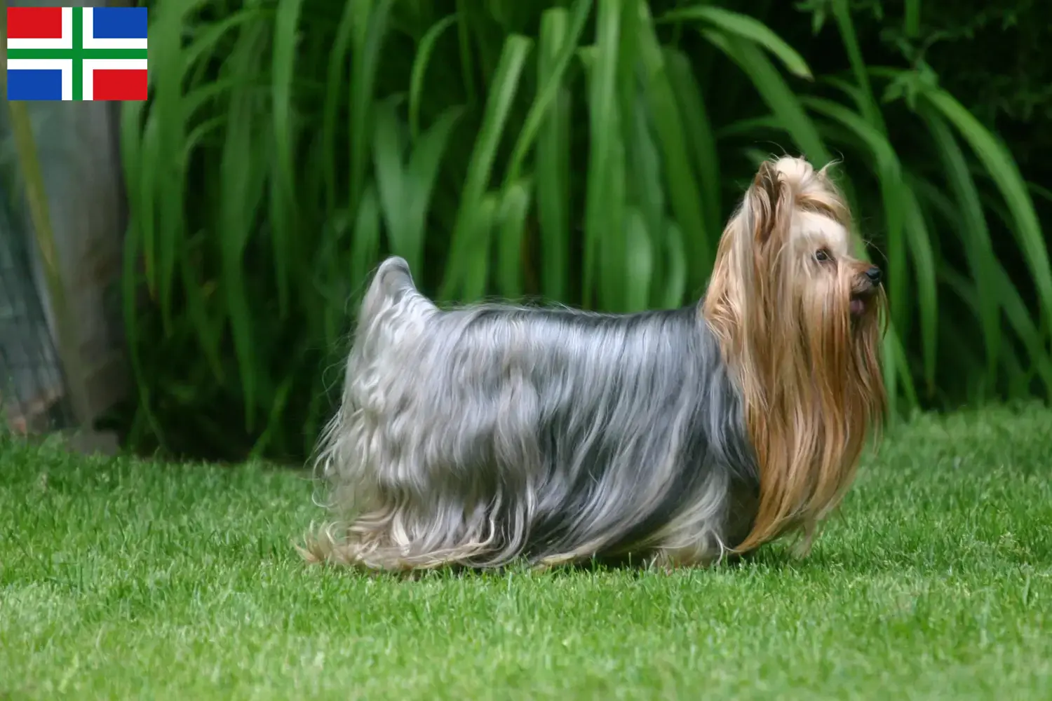 Yorkshire Terrier puppies and breeder Groningen Find Yorkshire Terrier breeders in Groningen here.