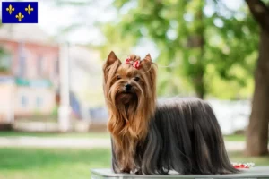Read more about the article Yorkshire Terrier breeders and puppies in Île-de-France