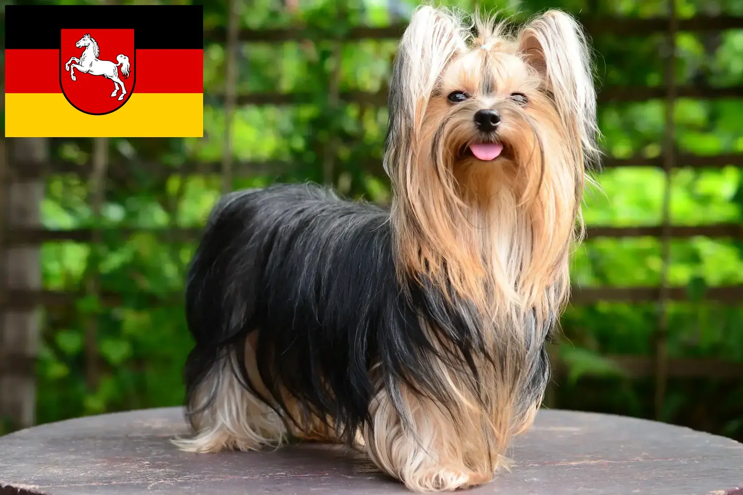 Yorkshire Terrier puppies and breeder Lower Saxony Here you can find Yorkshire Terrier breeders in Lower Saxony.
