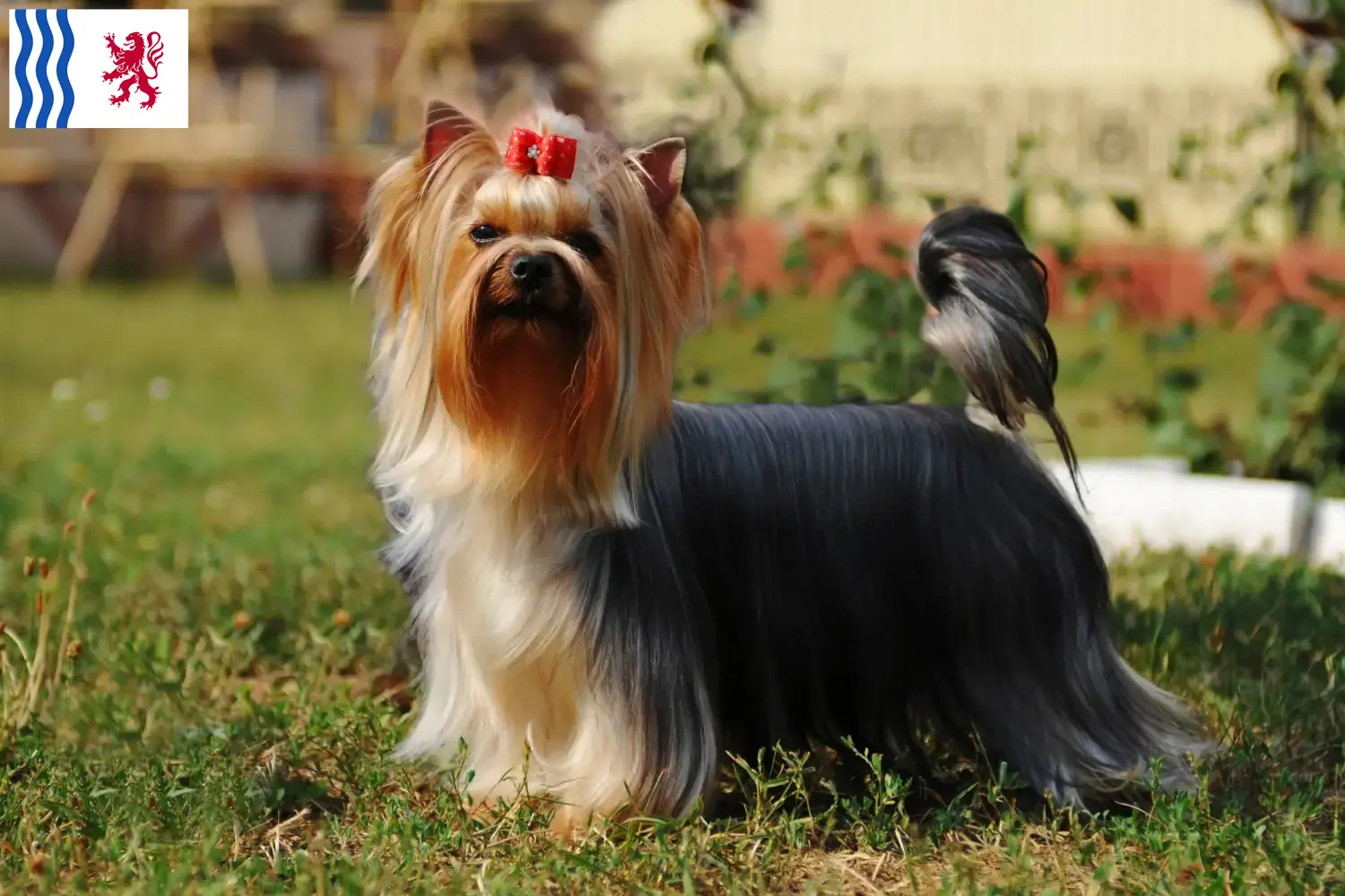 Yorkshire Terrier puppies and breeder Nouvelle-Aquitaine Find Yorkshire Terrier breeders in Nouvelle-Aquitaine here.