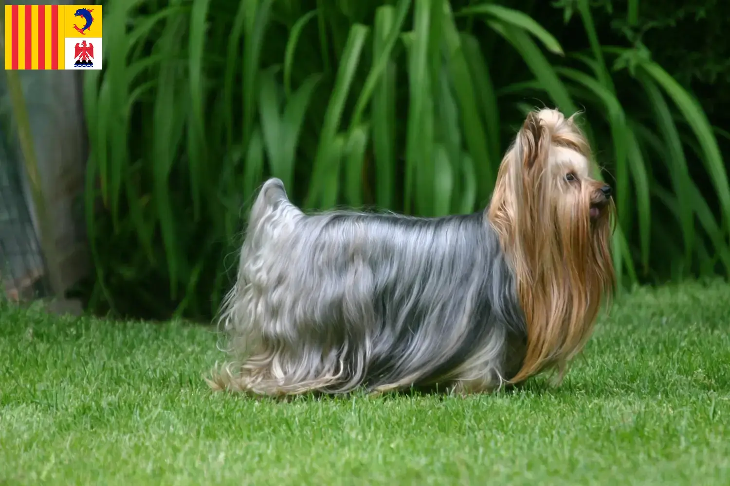 Yorkshire Terrier puppies and breeders Provence-Alpes-Côte d'Azur Find Yorkshire Terrier breeders in Provence-Alpes-Côte d'Azur.