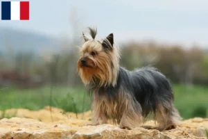 Read more about the article Yorkshire Terrier breeders and puppies in Réunion
