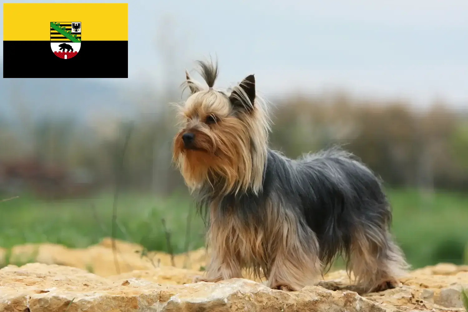 Read more about the article Yorkshire Terrier breeders and puppies in Saxony-Anhalt