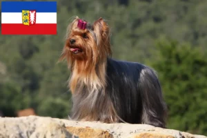 Read more about the article Yorkshire Terrier breeders and puppies in Schleswig-Holstein