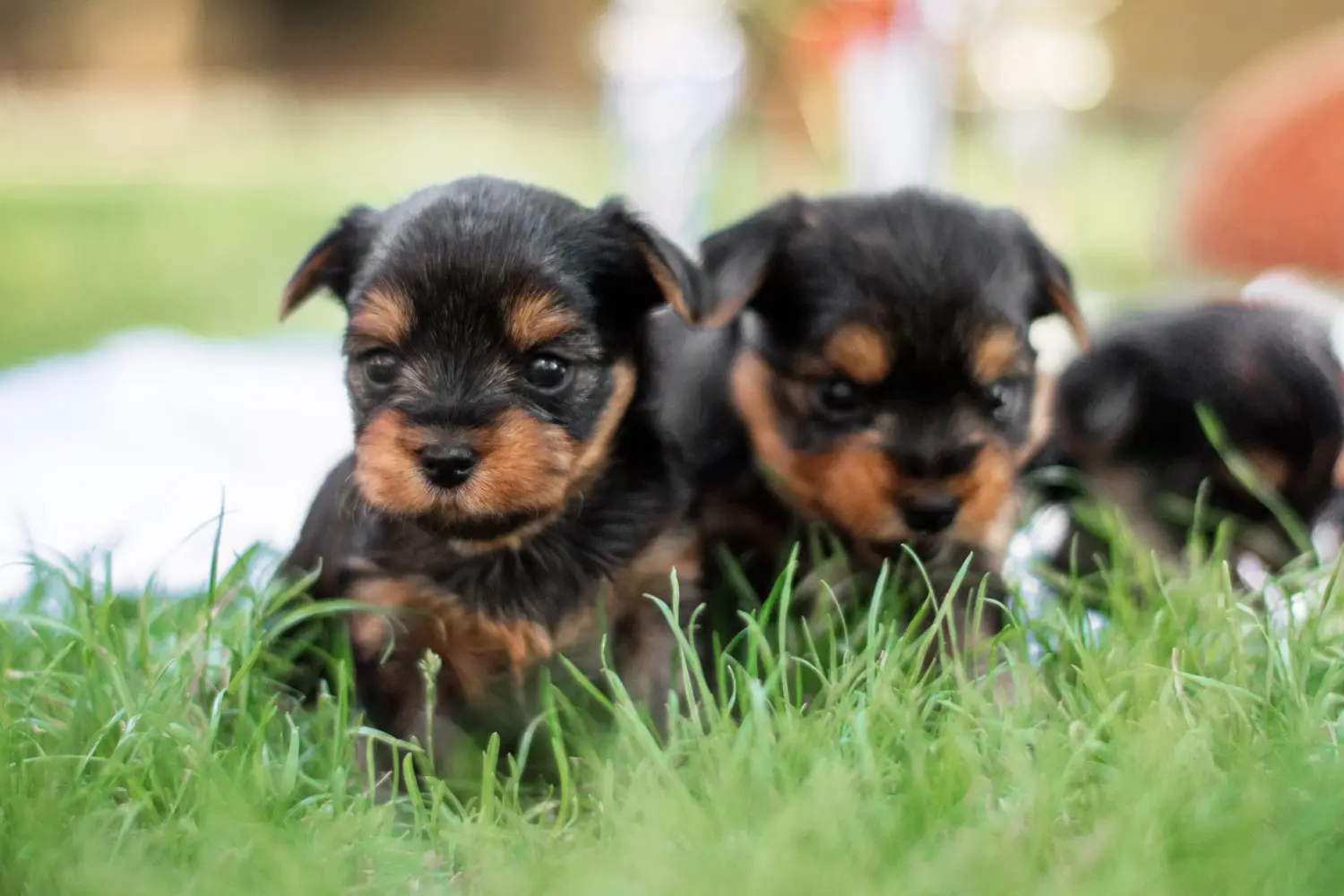 Buying a Yorkshire Terrier puppy means taking responsibility! Buy Yorkshire Terrier puppies.