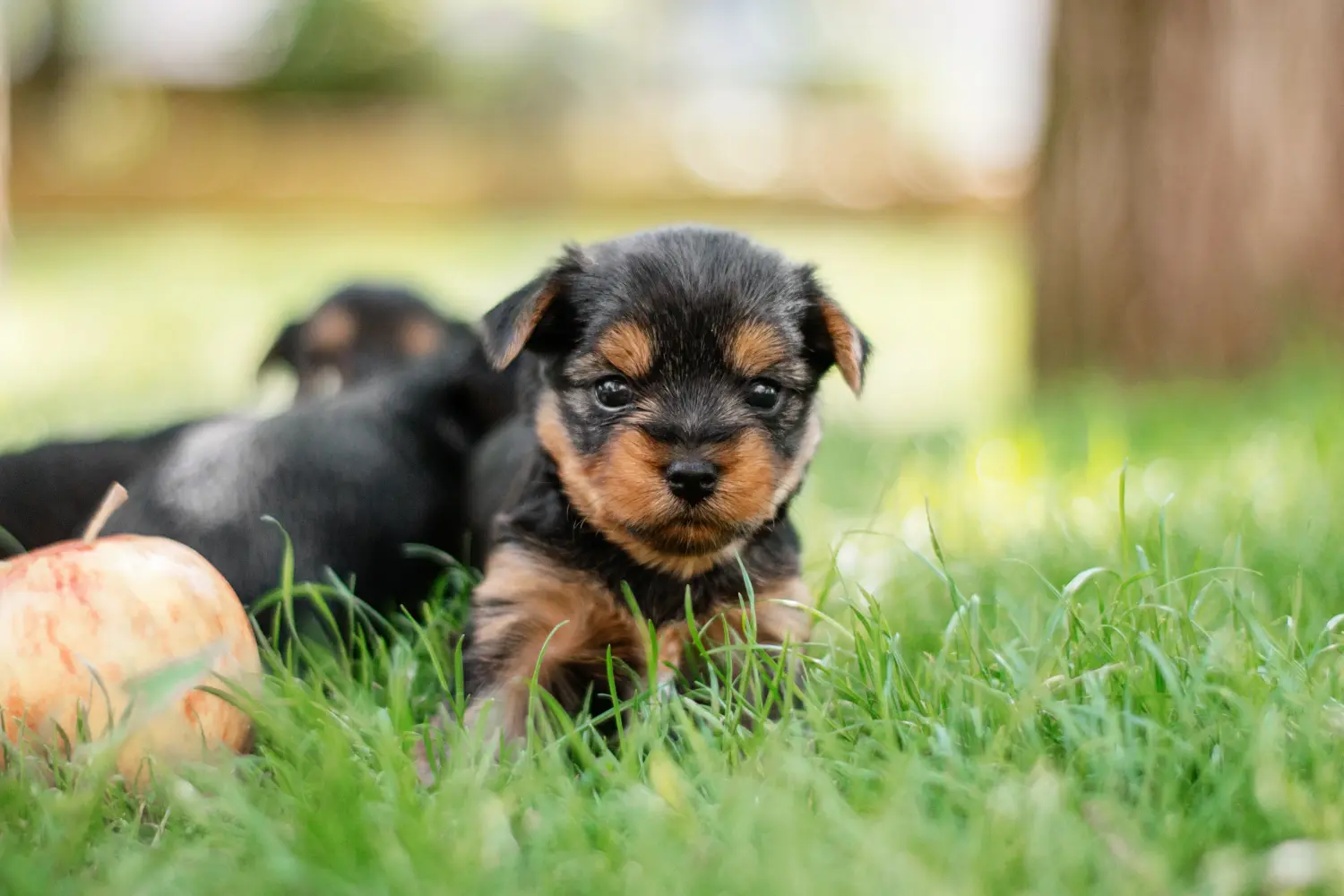 Buying a Yorkshire Terrier puppy means taking responsibility! Buy Yorkshire Terrier puppies.