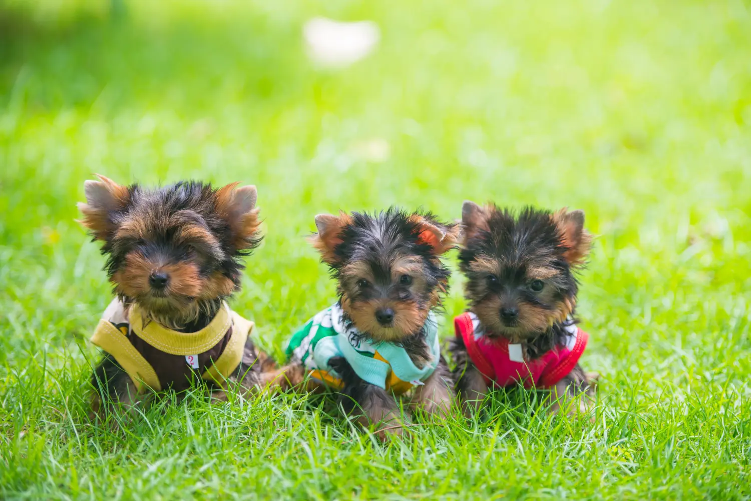 Buying a Yorkshire Terrier puppy means taking responsibility! Buy Yorkshire Terrier puppies.
